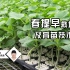 蔬菜春提早栽培播种及育苗技术，广西农科院老师分享！