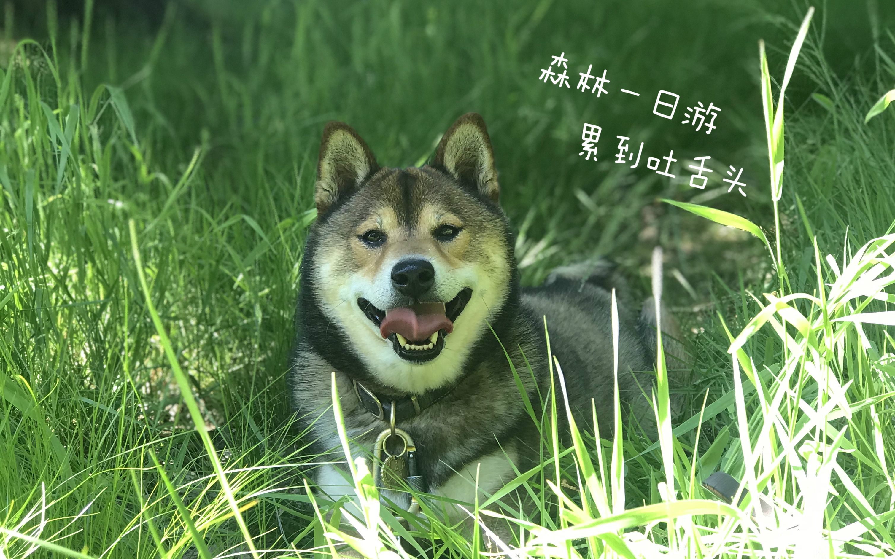 Shiba Luobo 森林一日游 法国解封第一个周末 胡麻柴萝卜和家人朋友出门玩 哔哩哔哩 つロ干杯 Bilibili