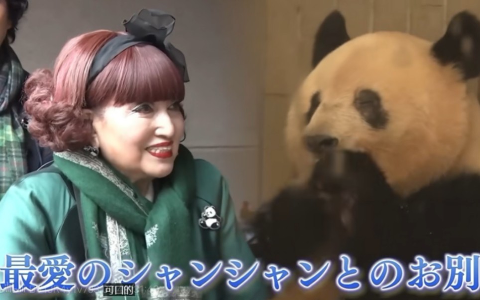 【爱熊猫爱了50年，堪称世界第一粉：黑柳彻子，来跟香香道别】1972年，她翘班去看兰兰和康康。十年后，她带着20辆皮卡捐赠给四川。几小时前，在香香展出的最后