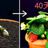 草莓，一生，是如何的？太震撼了，大开眼界