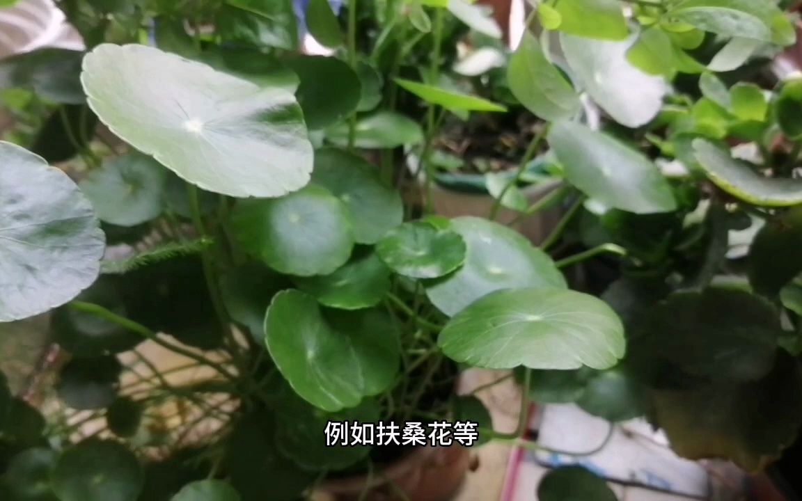 俗语“阳台养3花，家穷人不发”，阳台再大，也不要养这3种花