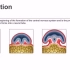 胚胎发育 17天-23天General Embryology - Detailed Animation On Neuru