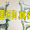 国产好狗！长得细竟然有这么多好处