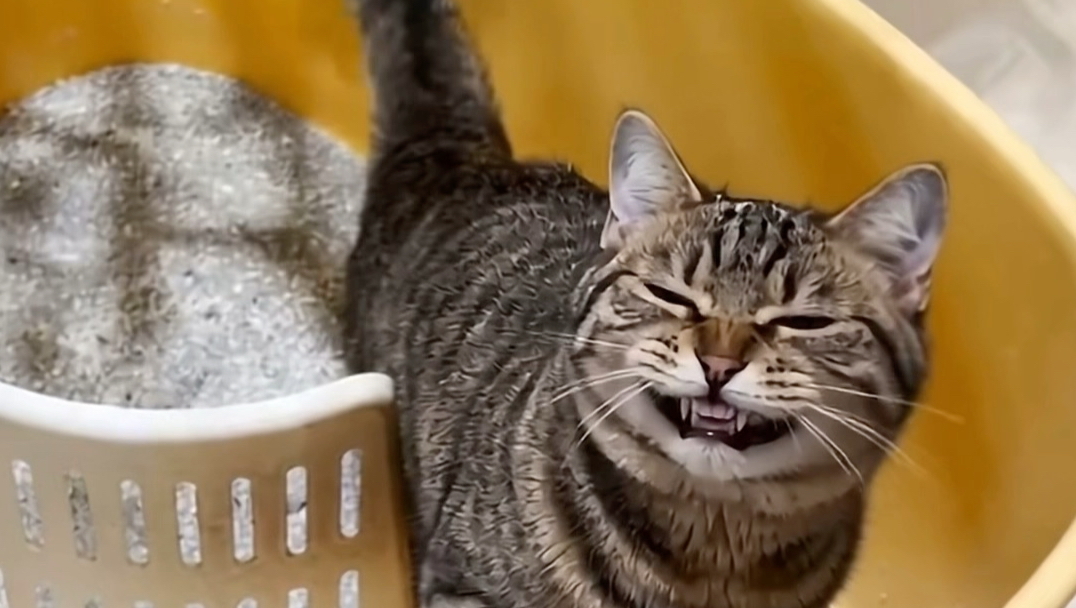 猫：大家帮我看看这雪糕桶从哪冒出来的