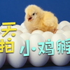 实拍无壳鸡蛋孵化成小鸡的全过程，21天时间，生命的诞生令人惊叹