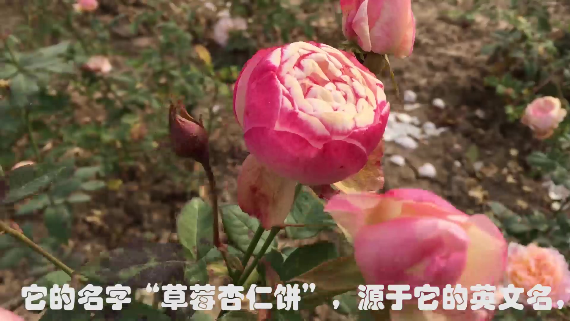 小鼹鼠园艺家基地实拍草莓杏仁饼介绍字幕版