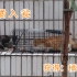 【流浪猫】买了诱捕笼，一次拐走三只橘猫！