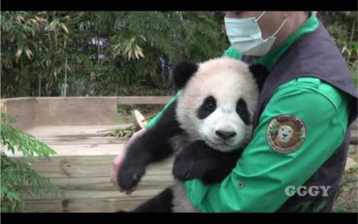210207 大熊猫福宝 奶爸抱着来上班+咬手手萌萌哒