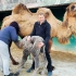“泰加”新居民3：小骆驼终于喝到了妈妈的乳汁