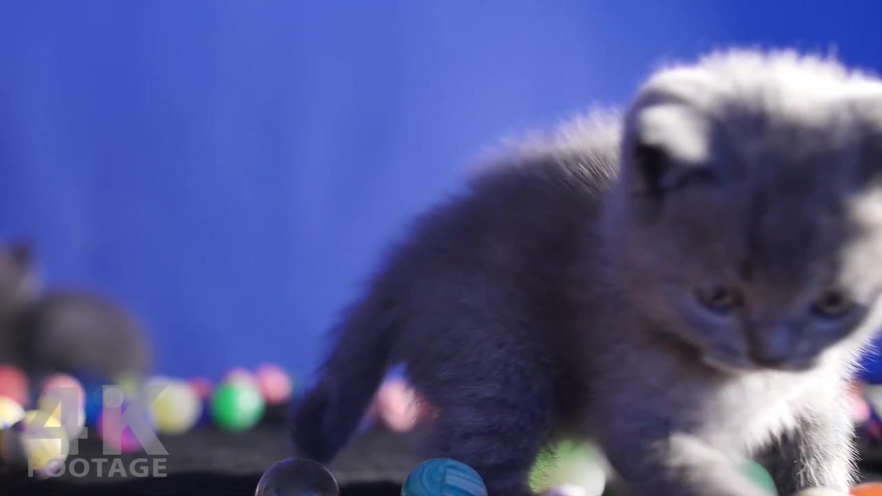4k高清实拍,喜欢玩球的蓝猫英短宝宝(≥^.^≤)喵