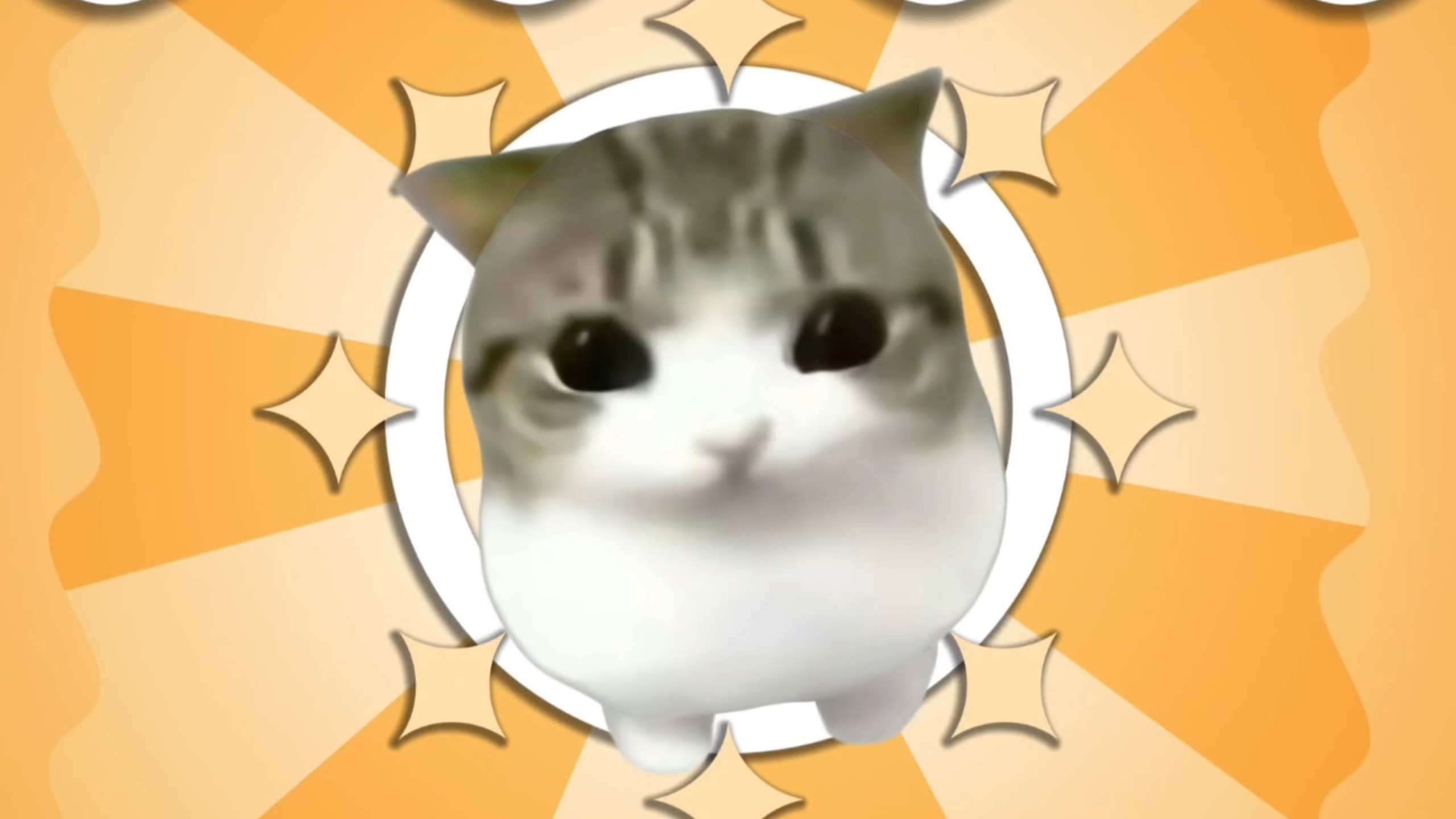小猫meme