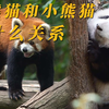 大熊猫和小熊猫是什么关系