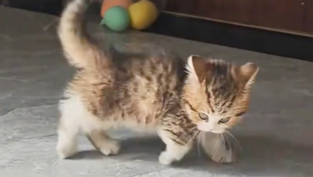小猫：你猜我是想干嘛呢？