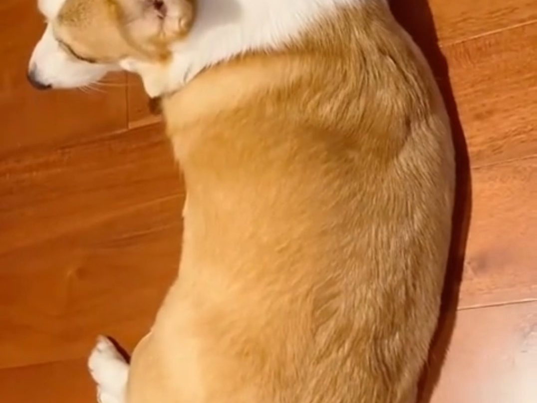 【于朦胧2020.04.25记】好可爱的福丽，配音的主人一定更可爱吧～