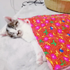 来玩躲猫猫吧，有猫那种