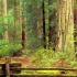 自然治愈 / 漫步于加州红杉国家公园~聆听自然之声