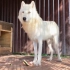 世界上怎么会有这么漂亮的大白狼！