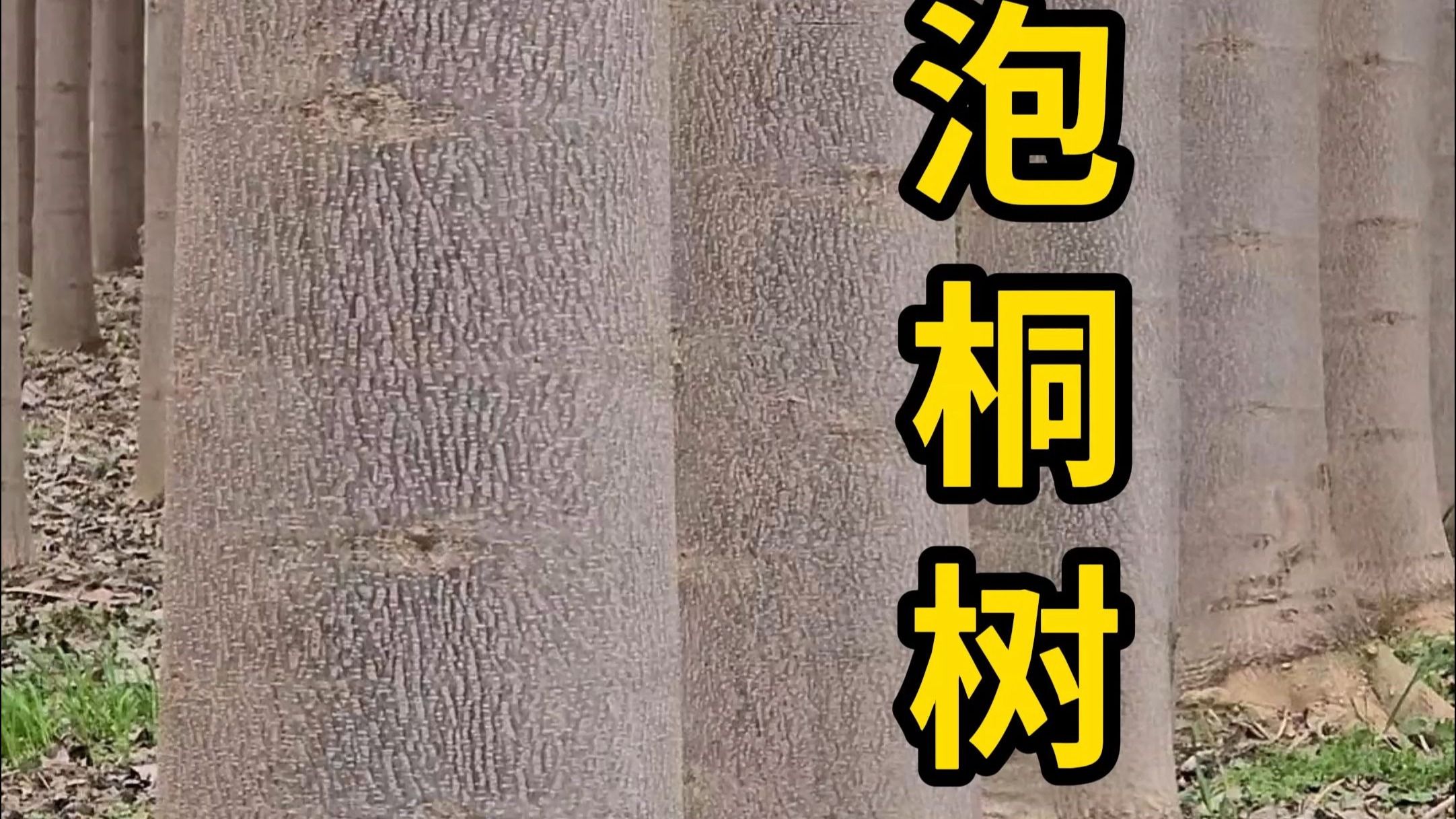 泡桐树，是一种速生树种，被全世界引种！