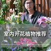 除了绿植，这4款开花植物也能在室内有良好表现