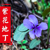 正牌的紫花地丁从来都只有一个，今天就一次性弄清楚哪个才是紫花地丁