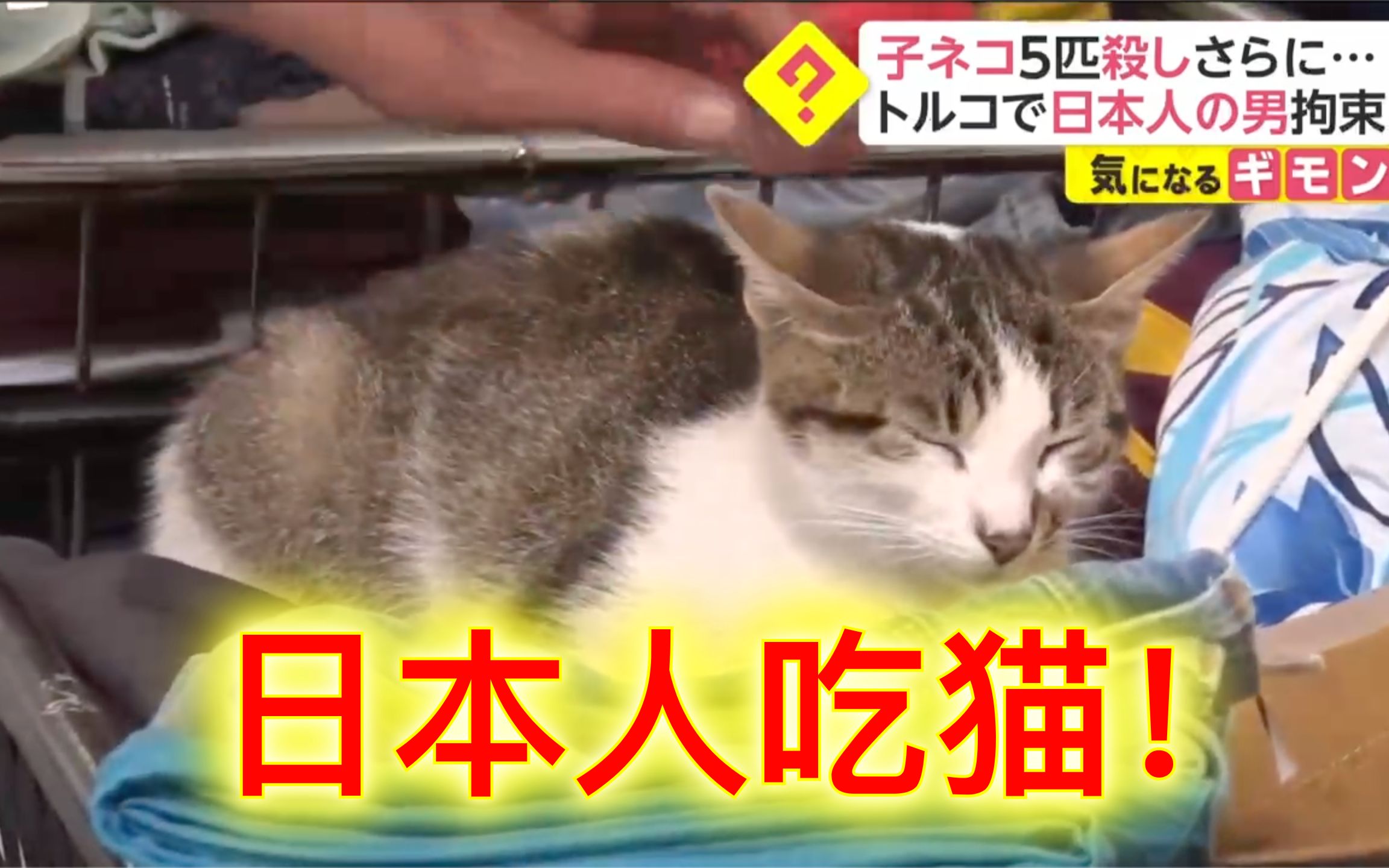 「日本人有吃猫的习惯」日本男子在土耳其吃猫，遭警方逮捕并强制遣送回国。