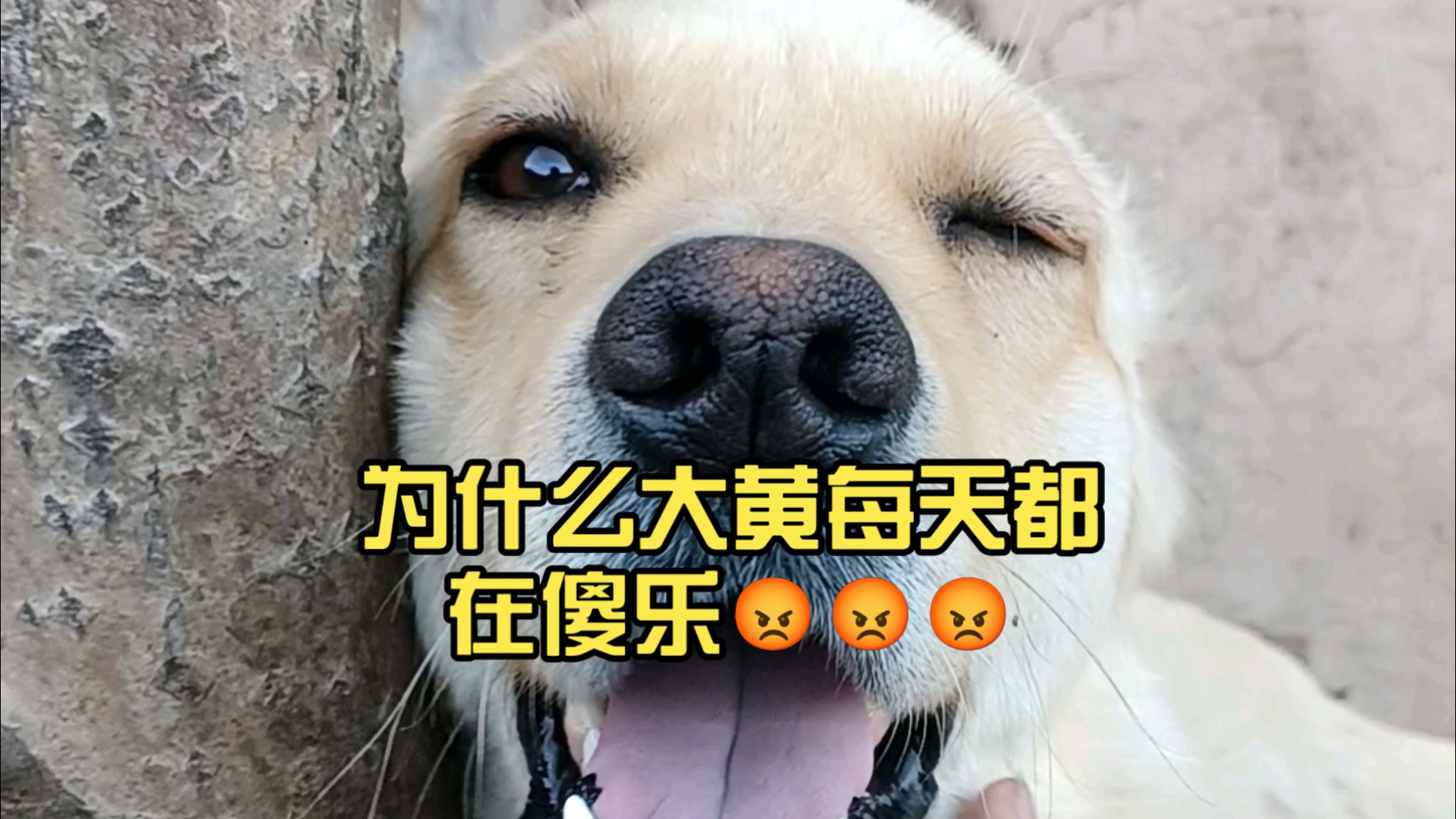我和我的牛朋友