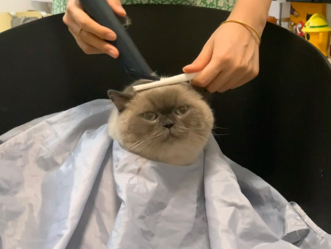 第一次理发的猫猫
