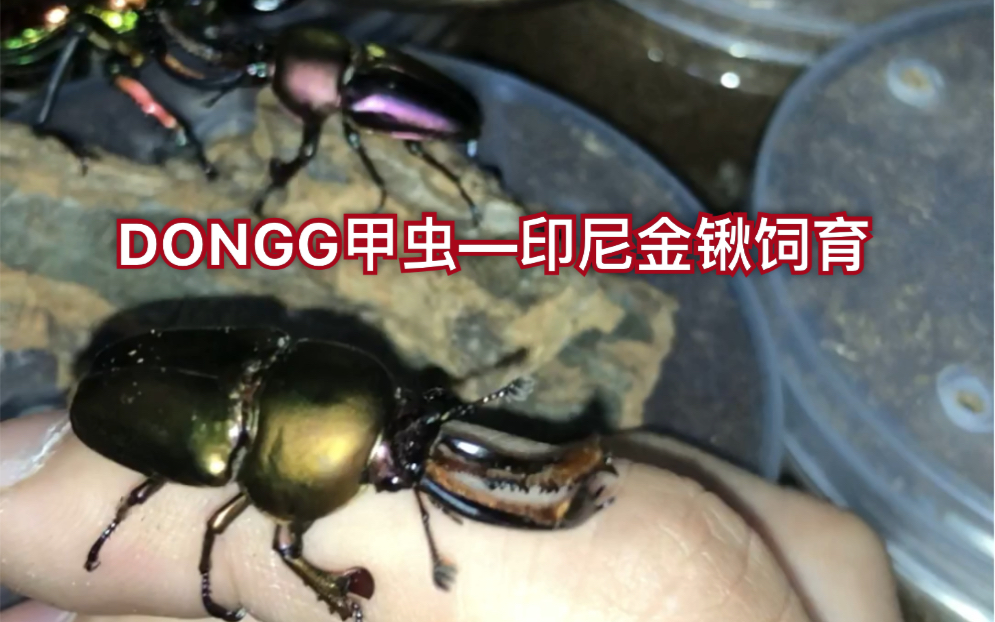 dongg甲虫印尼金锹饲育