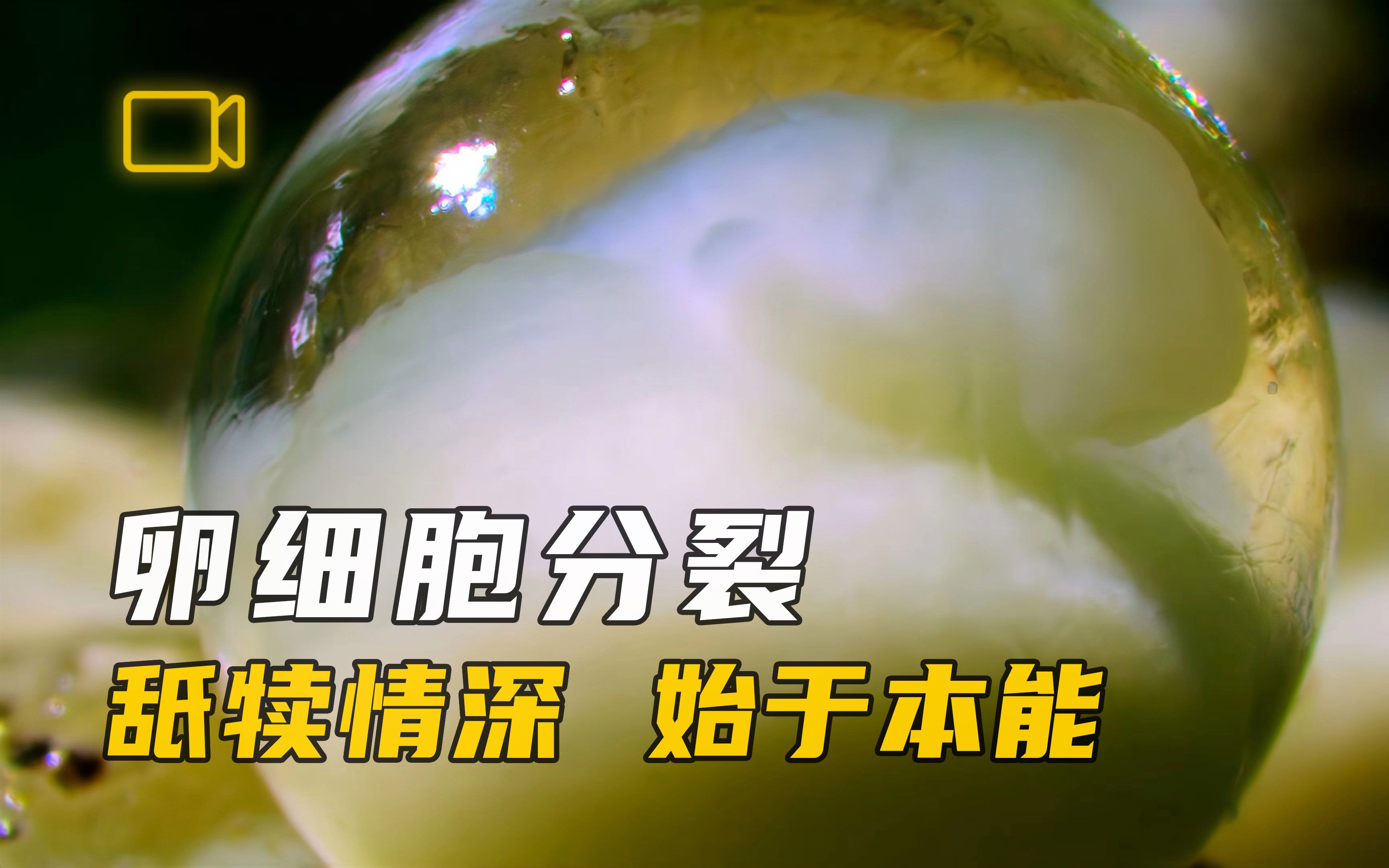 卵细胞分裂：舐犊情深，始于生物本能