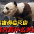 大熊猫濒临灭绝和西方有关系吗？看看它们的屈辱历史就知道了