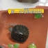 小巴西龟第一吃生虾过程
