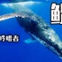 虚鲲巨兽，史上最全，全球十五种巨型须鲸