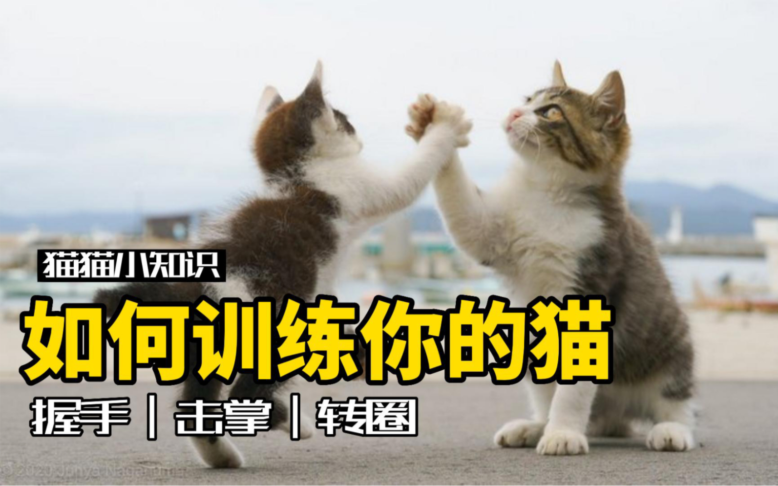 两步教猫学会握手，下一个训猫大师就是你…