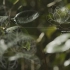 香奈儿护肤品宣传片 人物采访结合手绘风格二维动画包装形式参考 自然种植原材料展示产业链CHANEL Camellia.m