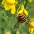 自然界的声音，蜜蜂振翅声，鸟叫，虫鸣，鹰唳，风声，包含部分人声
