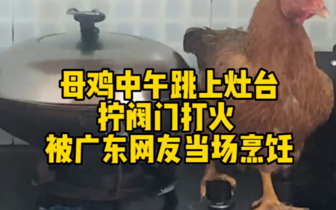 母鸡中午跳上灶台拧阀门打火 被广东网友当场烹饪