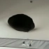 “  黑 猫 即 黑 洞  ”