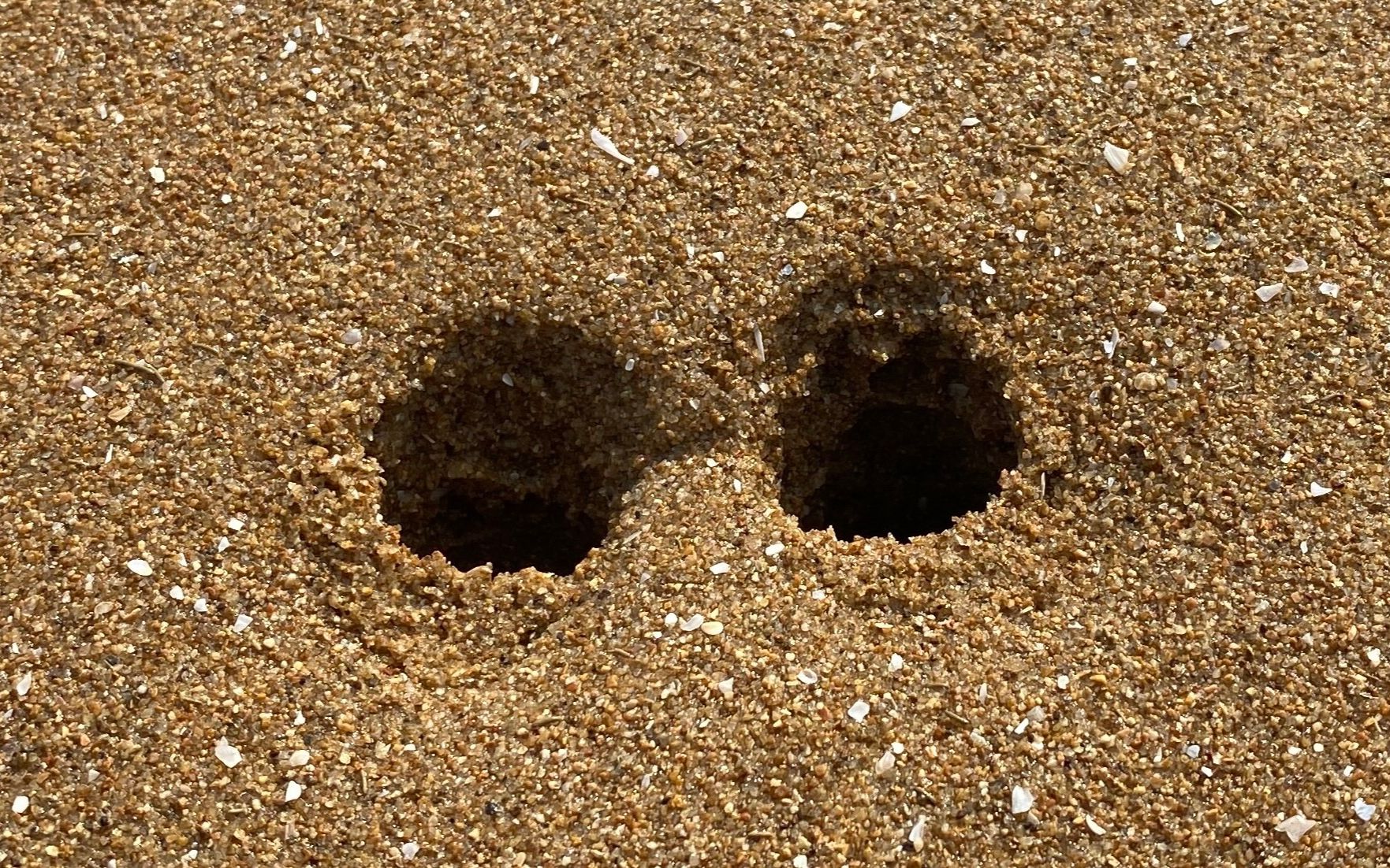 大齐赶海，沙滩上发现这样的洞里面一定住着大蛏王，一挖一麻袋