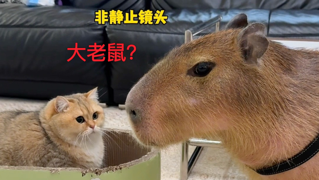 当猫咪遇见卡皮巴拉！
