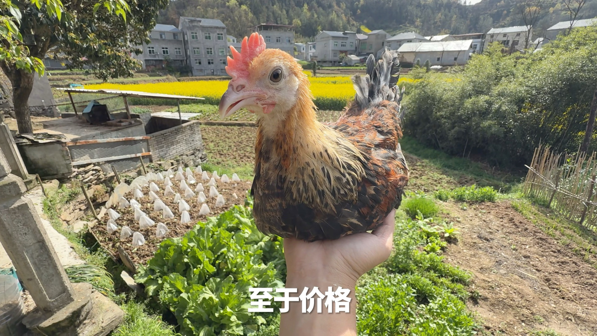 花了五百买了只鸡，村里人都叫我冤种
