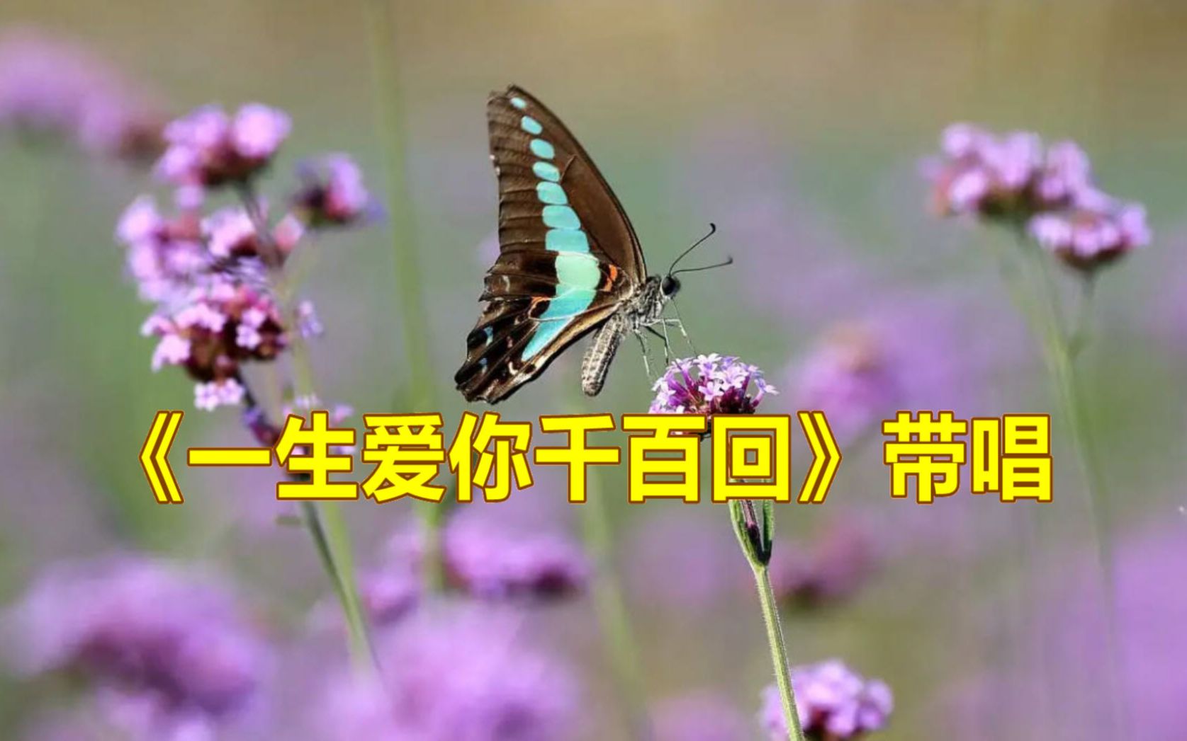 《一生爱你千百回》带唱,零基础轻松学唱歌