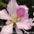 幼儿景观植物科普之紫荆花