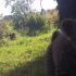 越野摄影机在肯尼亚拍摄到花豹幼崽