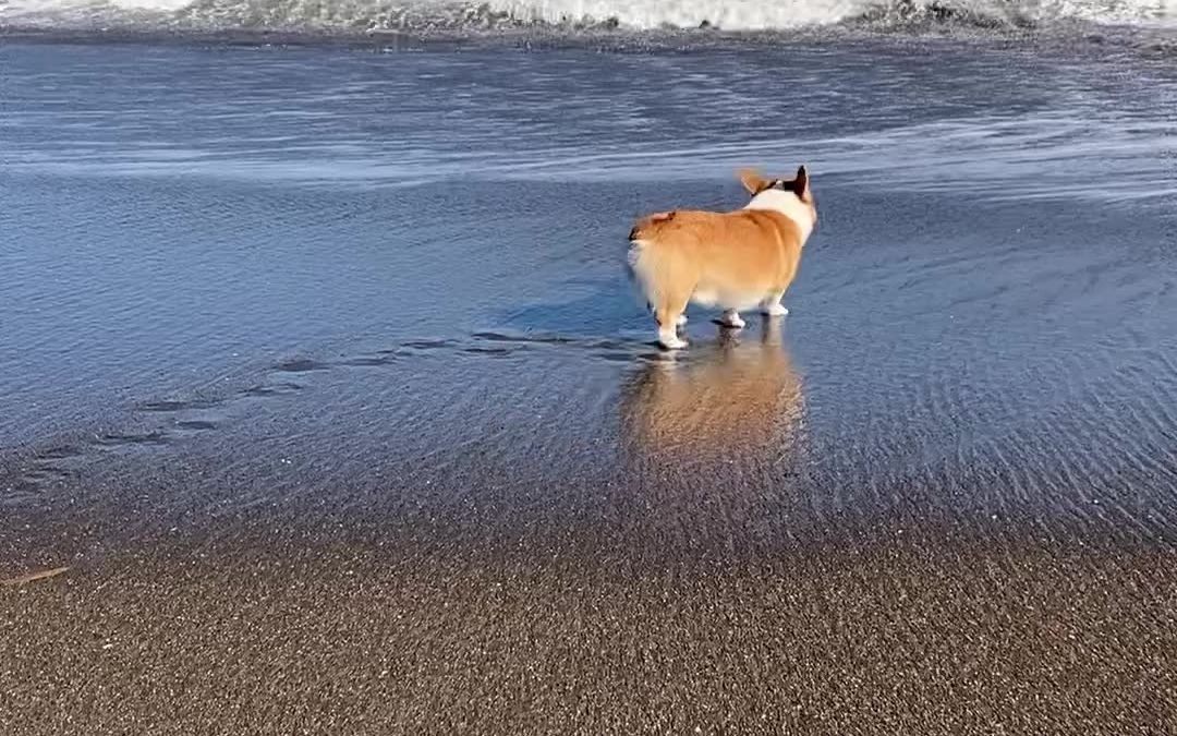 被海浪袭击的柯基犬