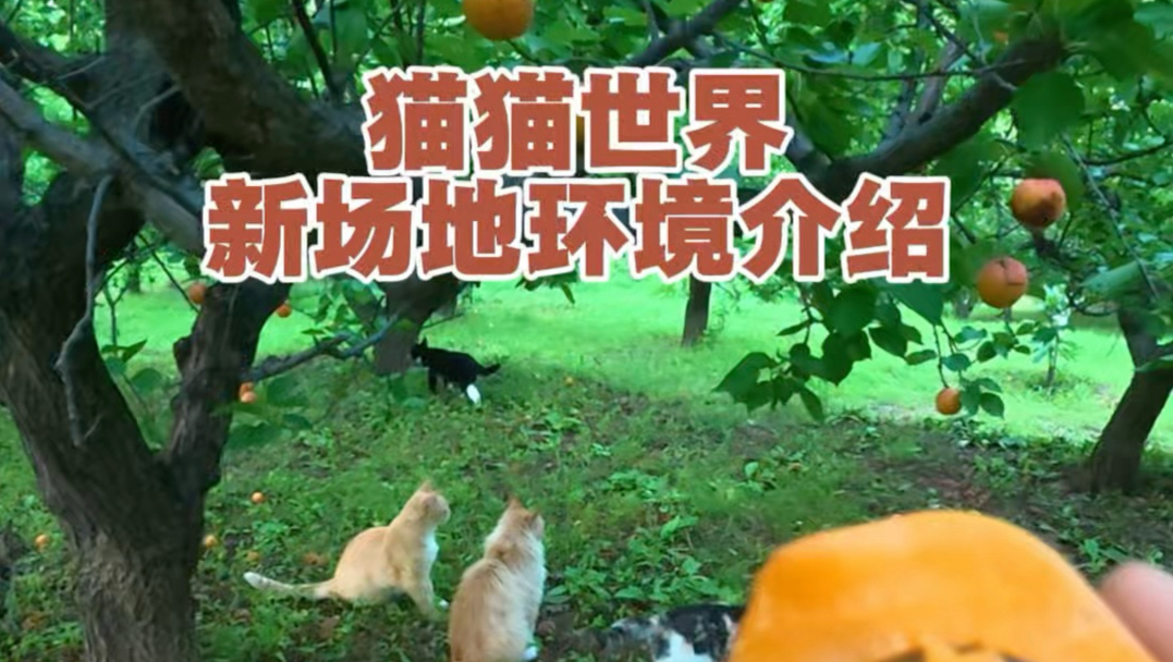 猫猫世界新场地环境介绍