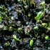 《4k》黄豆种子的成长过程，延时摄影。