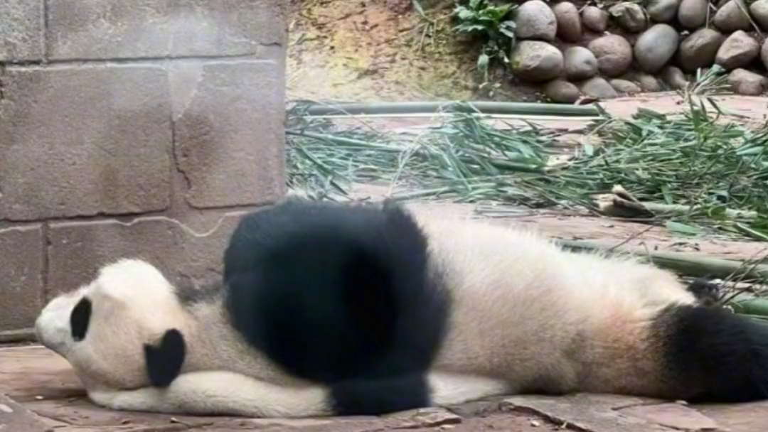 好离谱！这是咋睡的！#大熊猫奇怪睡睡姿