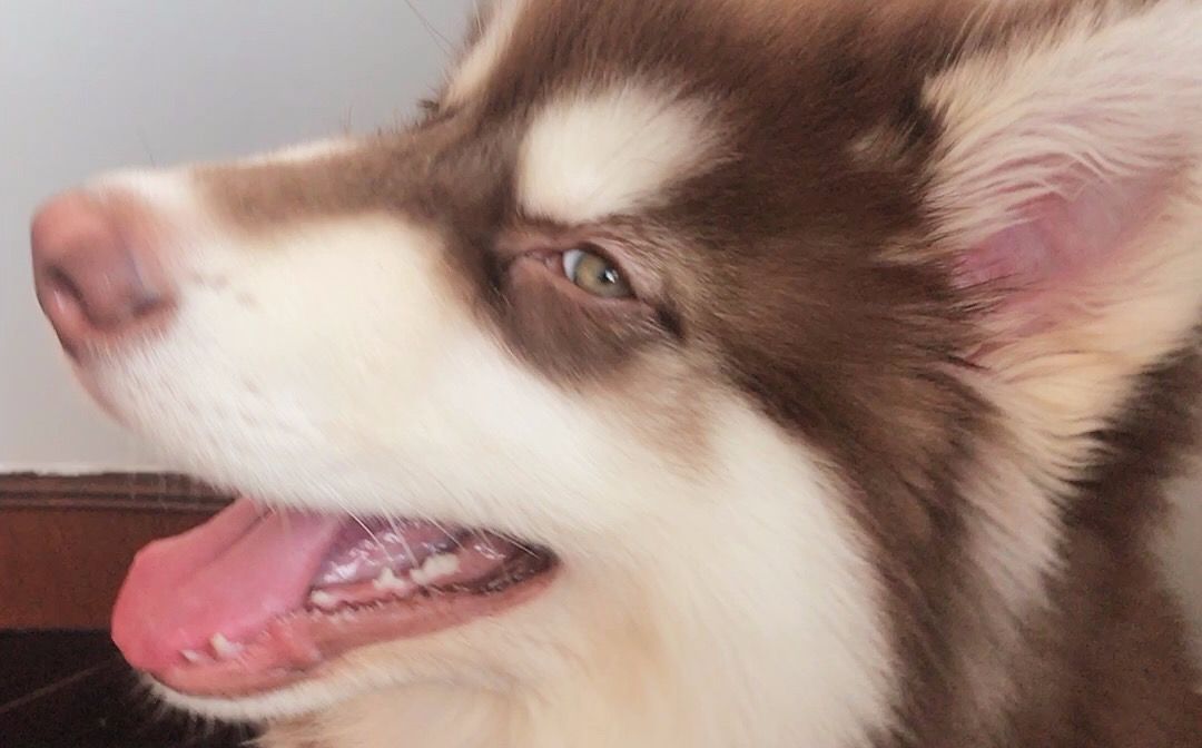 bgm:falcom - 阳たまりにて和む猫 评论官方微信