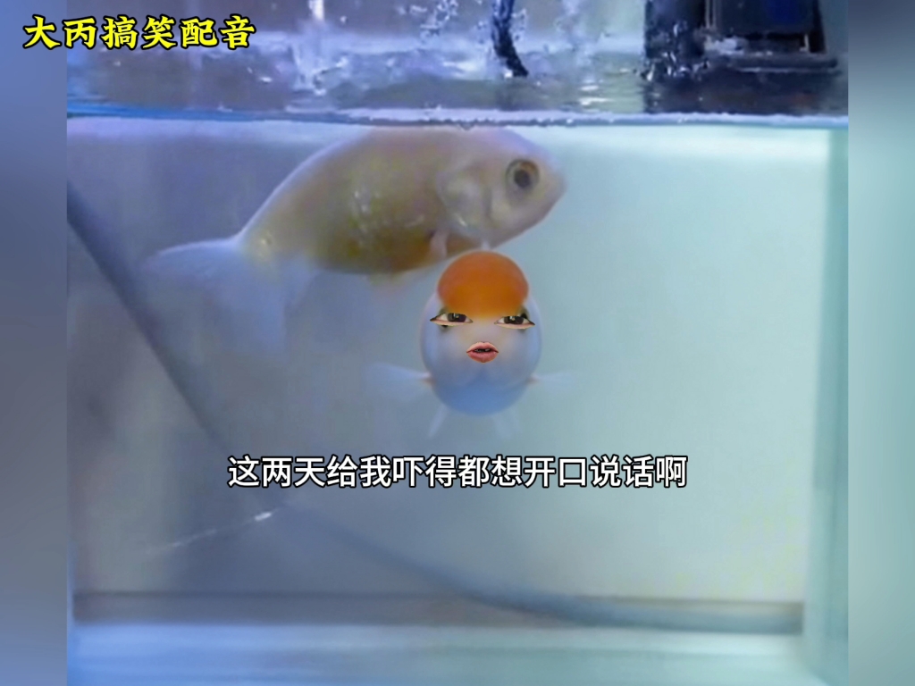 金鱼：哥~它都死好几天了