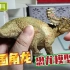 恐龙模型分享：中国角龙阿齐！恐龙大王PNSO掰玩具638期